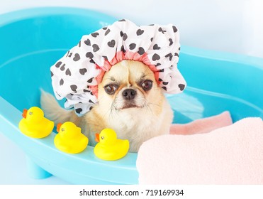 pet shower cap