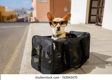 chihuahua  dog in transport bag or box ready to travel as pet in cabin in plane or airplane  , wearing sunglasses