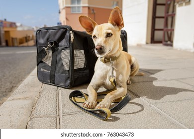 chihuahua  dog in transport bag or box ready to travel as pet in cabin in plane or airplane as a passanger