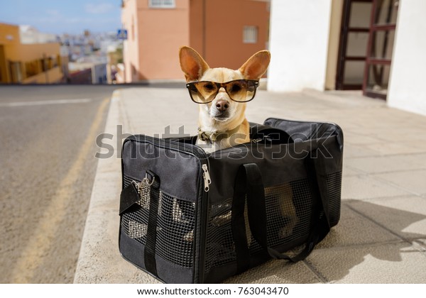 chihuahua  dog in\
transport bag or box ready to travel as pet in cabin in plane or\
airplane  , wearing\
sunglasses