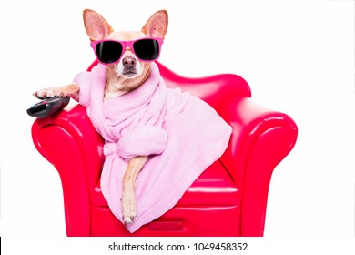 Chihuahua Dog Watching Tv Or A Movie Sitting On A Red Sofa Or Couch  With Remote Control Changing The Channels