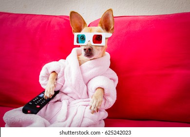 Chihuahua Dog Watching Tv Or A Movie Sitting On A Red Sofa Or Couch  With Remote Control Changing The Channels