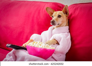 chihuahua dog watching tv or a movie sitting on a red sofa or couch  with remote control changing the channels with popcorn