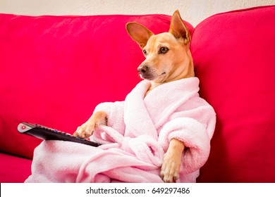 Chihuahua Dog Watching Tv Or A Movie Sitting On A Red Sofa Or Couch  With Remote Control Changing The Channels