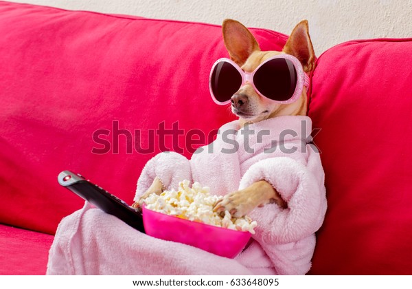 Chihuahua Dog Regardant La Television Ou Photo De Stock Modifier Maintenant 633648095