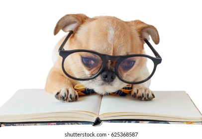 Chihuahua dog wear eyeglasses and bow tie with notebook on table white isolated background.