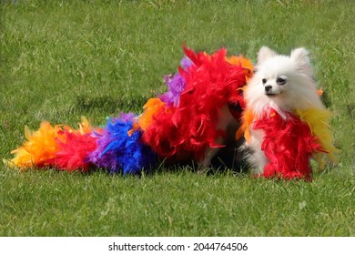 Chihuahua Dog Wearing Fancy Dress