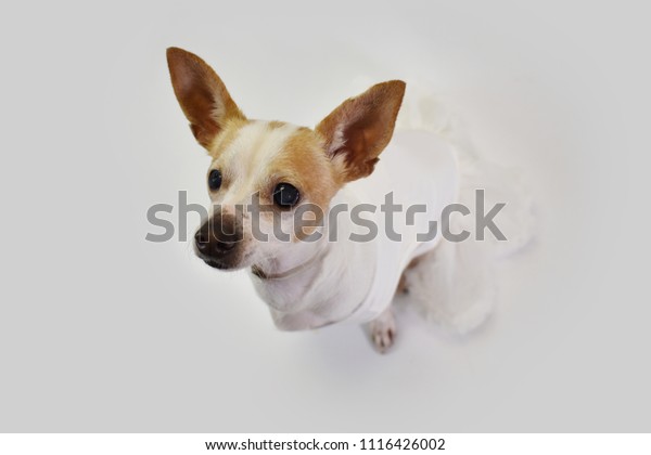 Chihuahua Dog Wedding Dress Attire Bridesmaid Stock Photo Edit