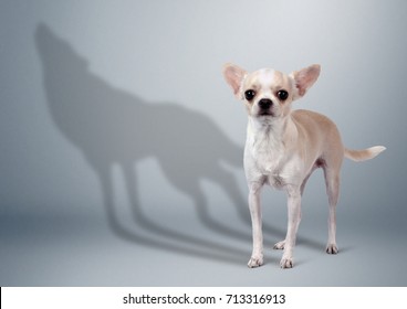 Chihuahua Dog With Wild Wolf Shadow, Animal Character Concept