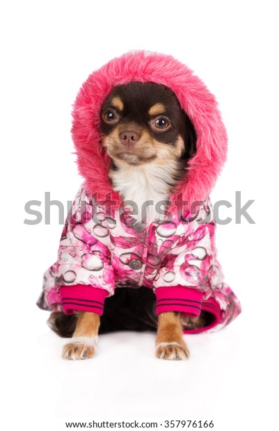 winter jacket for chihuahua