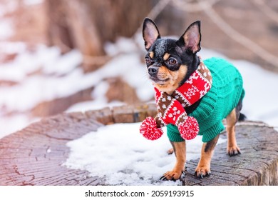 Chihuahua dog in a winter scarf in winter in snowy weather. Pet in clothes.