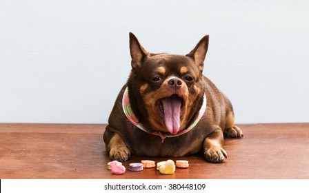 Chihuahua dog is yawning.