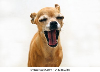 Chihuahua Dog Yawning Before Sleep