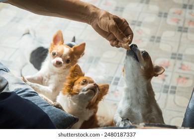 chihuahua dog,puppy is eating,Feeding the dog by hand,Dogs look at food,Dog food on had,blur,Soft focus. - Powered by Shutterstock