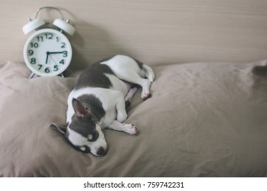 Chihuahua dogs are sleeping on pillows. Behind it is a white alarm clock placed.