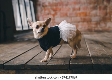 Chihuahua Dress 