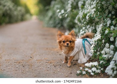 

Chihuahua In A Dress Among White Flowers