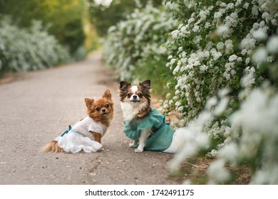 

Chihuahua In A Dress Among White Flowers