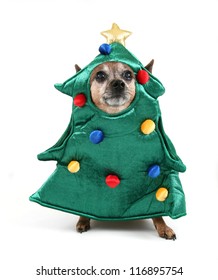 A Chihuahua Dressed Up For Christmas As A Tree