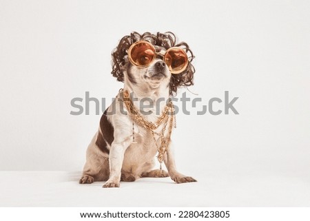 CHIHUAHUA DRESSED UP WITH SUNGLASSES AND WIG ON WHITE BACKGROUND. FUNNY DOG PHOTOGRAPHY