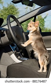 Chihuahua driver dog with paws on steering wheel
