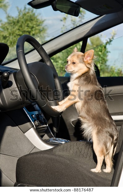 Chihuahua driver\
dog with paws on steering\
wheel