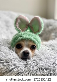 Chihuahua with Easter bunny ears`