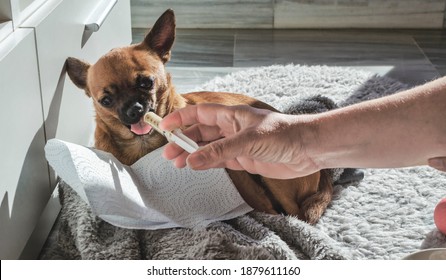 Chihuahua Eating From A Syringe.  Dog With Phantom Pregnancy.