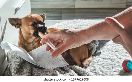 Chihuahua Eating From A Syringe.  Dog With Phantom Pregnancy.