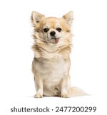 Chihuahua with Hanging Tongue Syndrome, isolated on white 