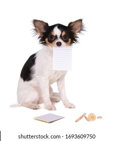 chihuahua holding a paper in its mouth on a white background