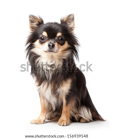 Chihuahua isolated on white background