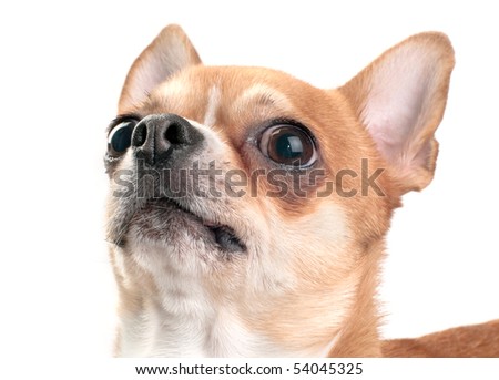 Chihuahua looking up close-up isolated on white