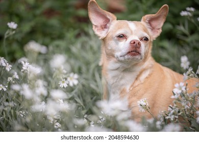 Chihuahua Mix All Ears In A Field Of Flowers