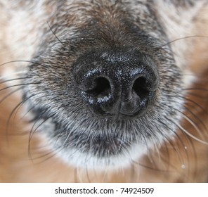 a chihuahua mix dog's nose up close