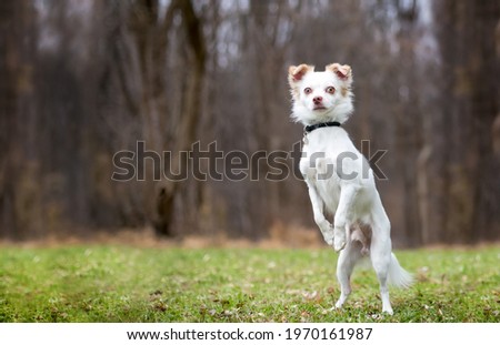 A Chihuahua mixed breed dog standing up on its hind legs and begging