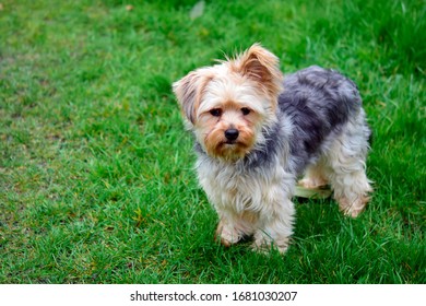 Yorkie Chihuahua Hd Stock Images Shutterstock