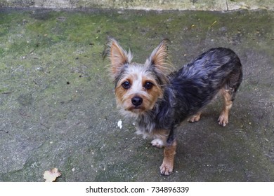 Chihuahua Mixed Yorkshire Terrier Standing Looking Stock Photo Edit Now