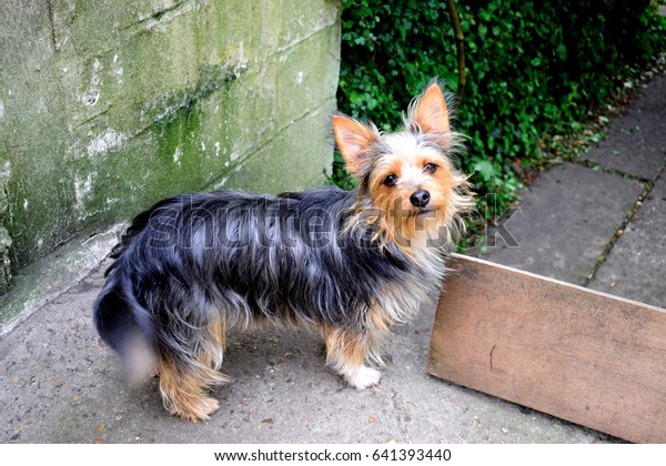 yorkshire terrier and chihuahua