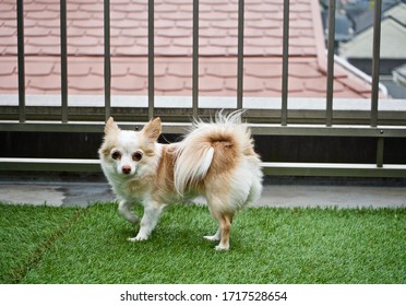 A Chihuahua On Artificial Grass.