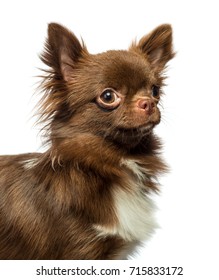 Chihuahua On White Background Stock Photo 715833172 | Shutterstock