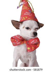 Chihuahua On A White Background In A Birthday Hat