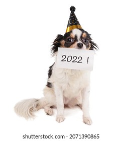 Chihuahua with a party hat and a paper in the mouth with 2022 written on it on white background