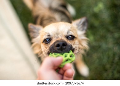 Chihuahua plays with a ball on the lawn