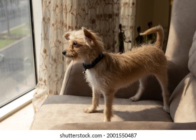 Chihuahua And Poodle Mix Breed Dog Looking Outside The Window