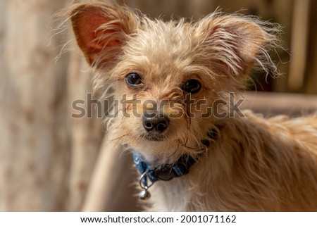 chihuahua and poodle mix breed dog