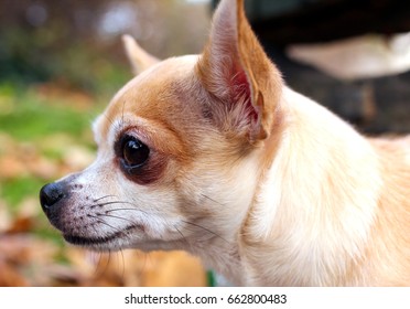 Chihuahua Profile