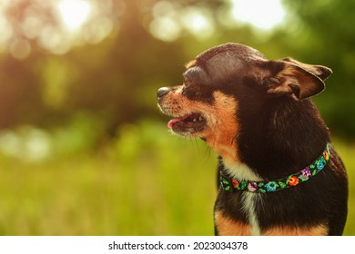 Chihuahua In Profile Against A Green Lawn In Sunny Weather. Ears Pulled Back. Black Dog With Tan.