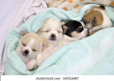 Chihuahua Puppies