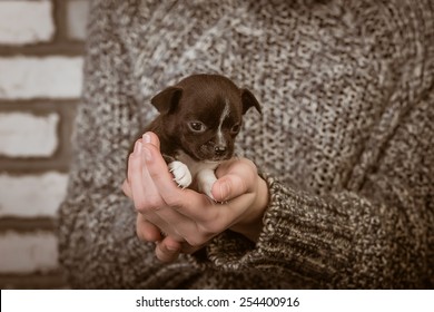 Chihuahua Puppies